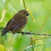 Knezik promenlivy - Sporophila corvina - Black (Variable) Seedeater o2148